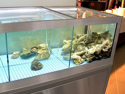 промышленный аквариум и узв для моллюсков и морепродуктов